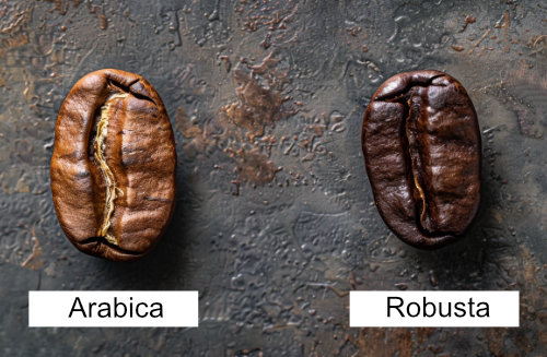 Arabica- und Robusta-Kaffeebohnen im Vergleich