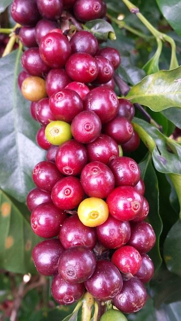 Kaffeekirschen