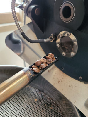 Ein Kaffeeröster sieht sich die Bohnen an.