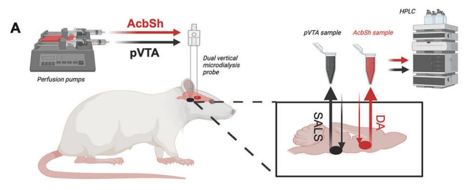 Schematische Darstellung von in vivo-Gehirn-Mikrodialyseverfahren mit zwei Sonden im Versuch an männlichen Ratten. (Quelle: Translational Psychiatry)
