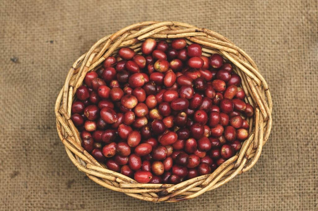 Kaffeekirschen in einem Korb